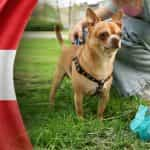 Die Flagge von Österreich, daneben ein Hund und ein Mensch, der den Hundekot aufsammelt.